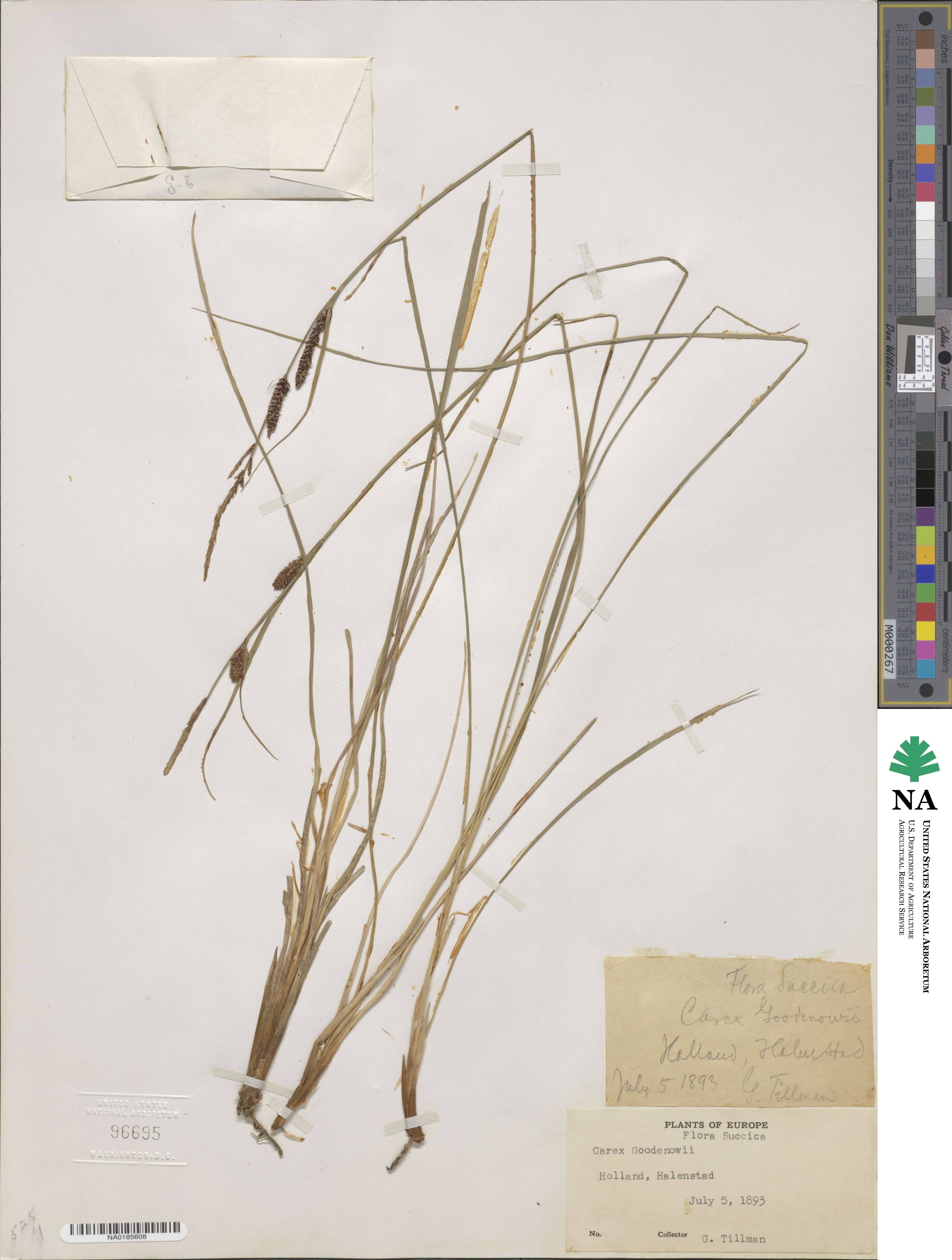 Carex nigra subsp. nigra image