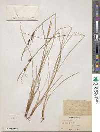 Carex nigra subsp. nigra image