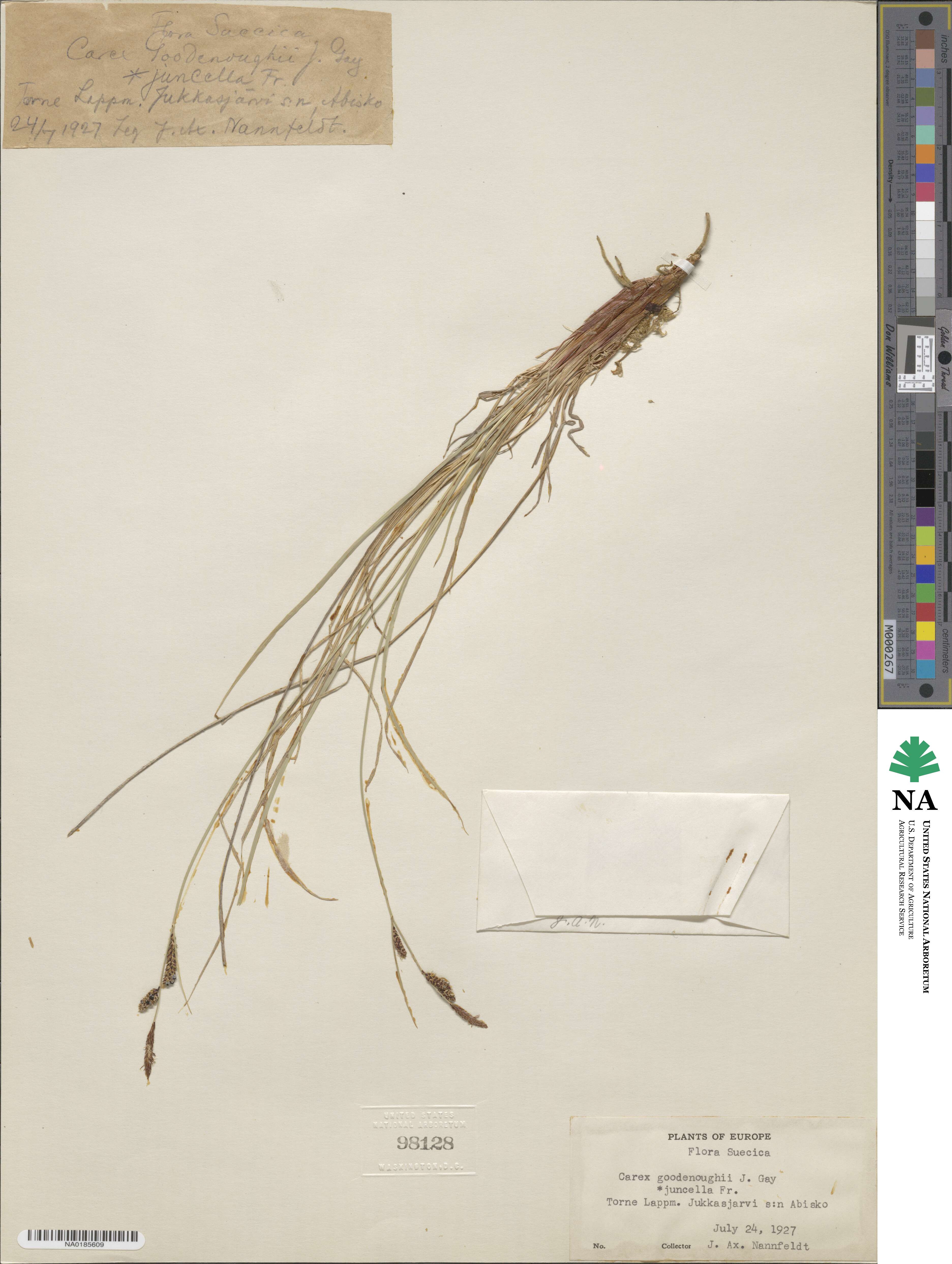 Carex nigra subsp. nigra image