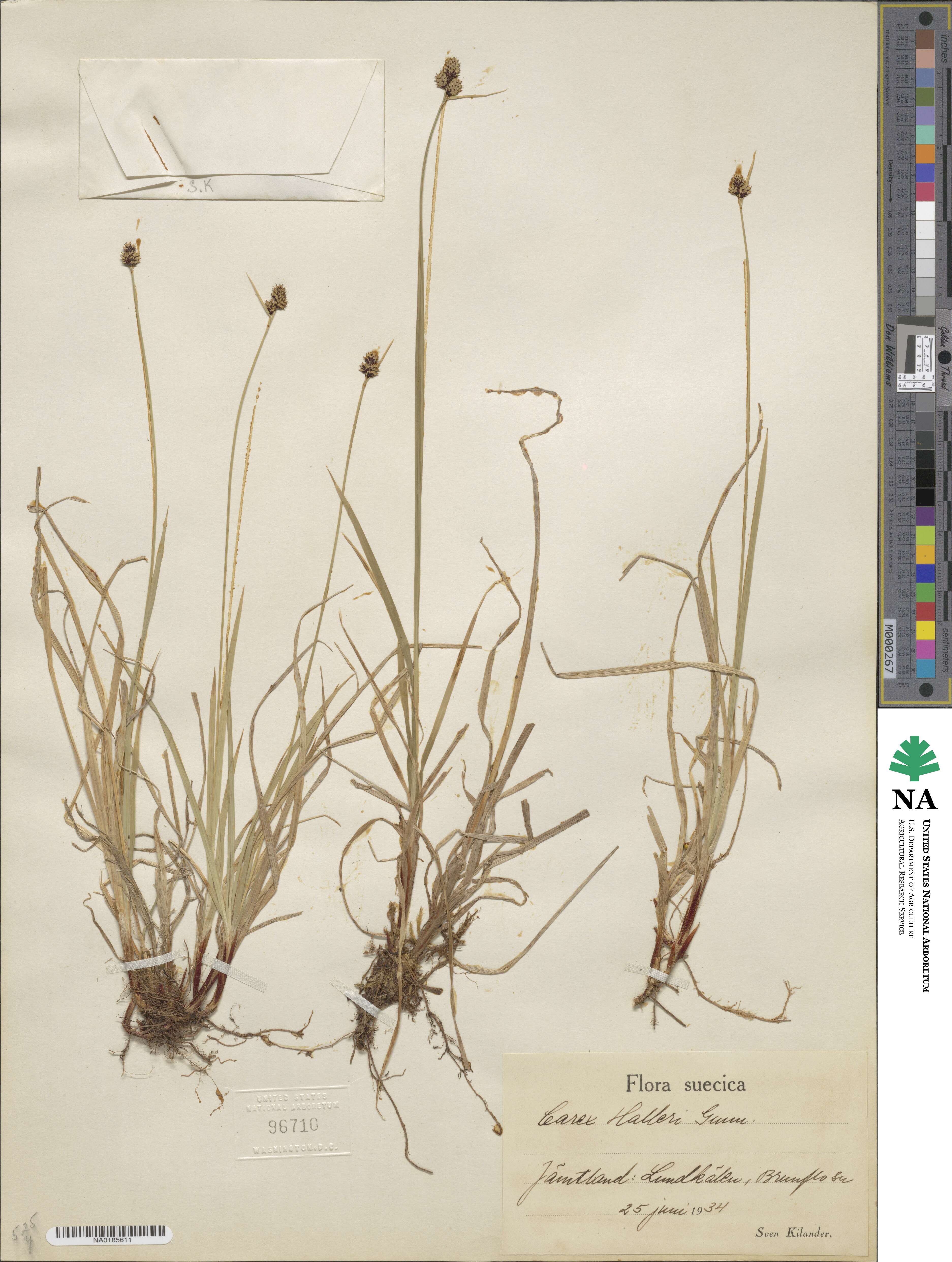 Carex norvegica subsp. norvegica image