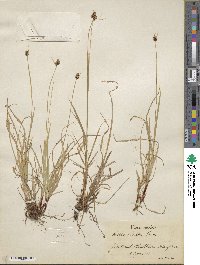 Carex norvegica subsp. norvegica image