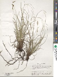 Carex halleriana image