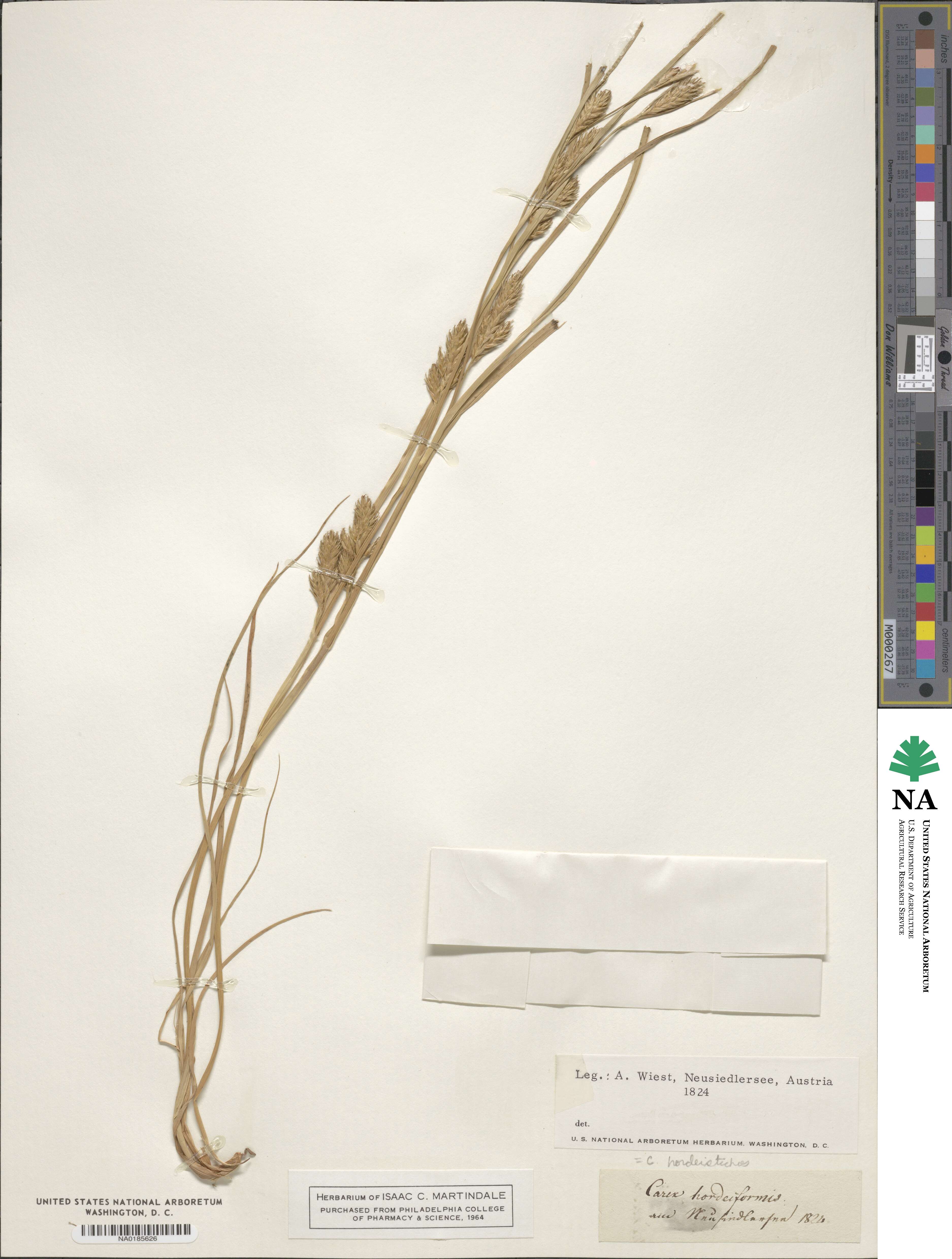 Carex hordeistichos image