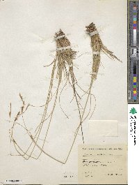 Carex hordeistichos image