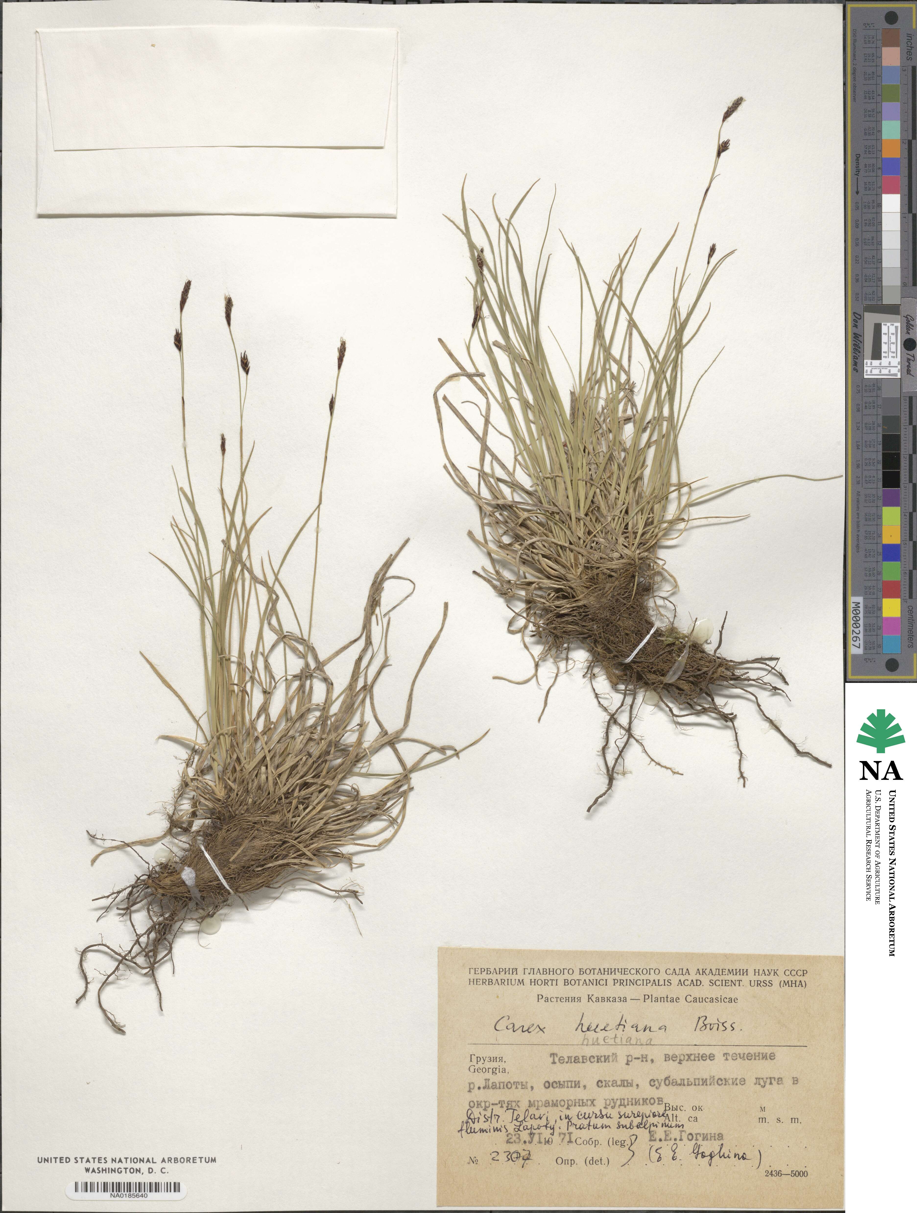 Carex umbrosa subsp. huetiana image