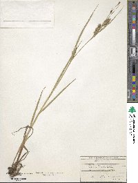 Carex hirta image