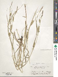 Carex hirta image