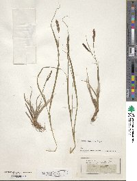 Carex hirta image