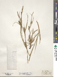 Carex hirta image