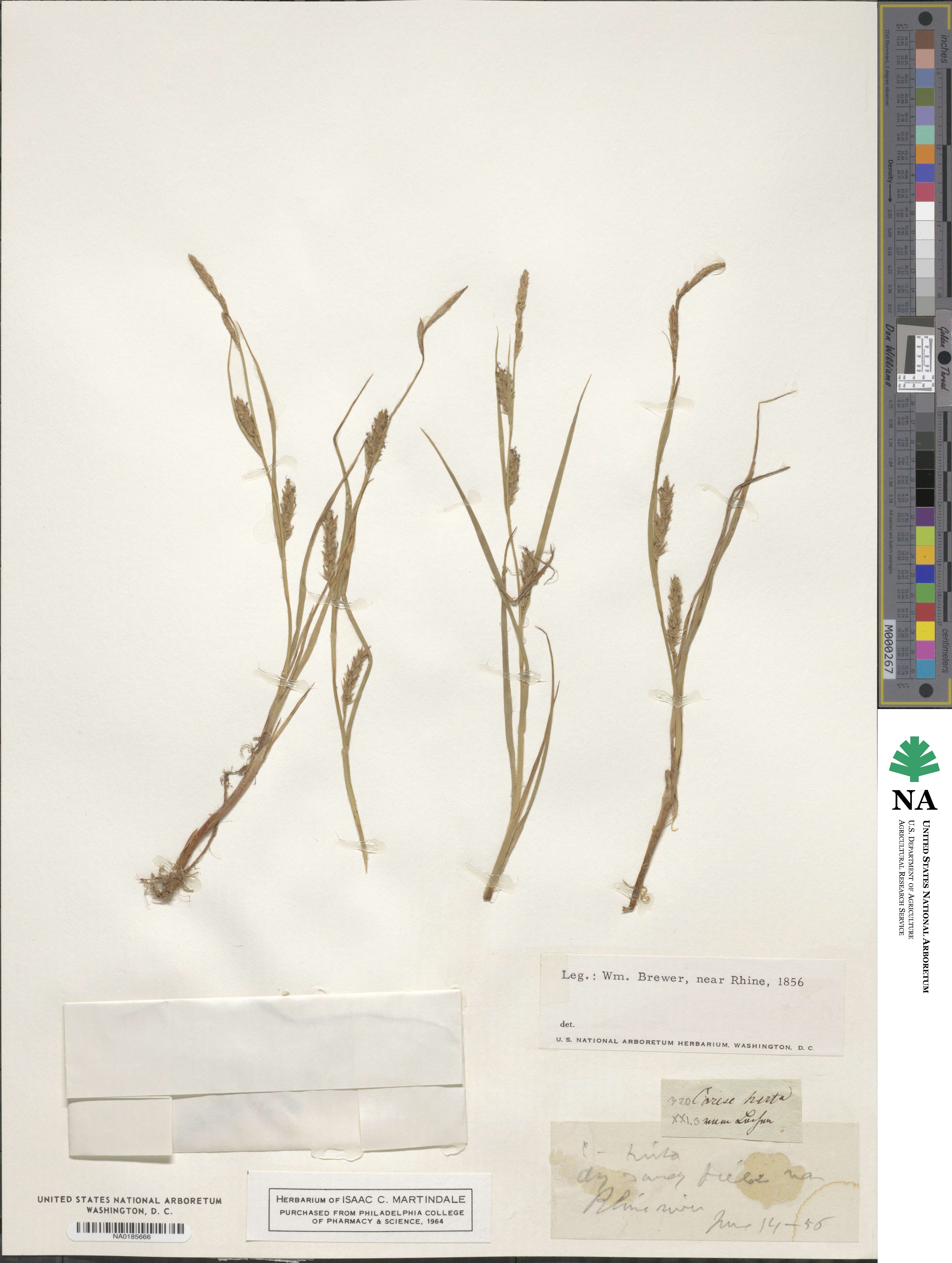 Carex hirta image