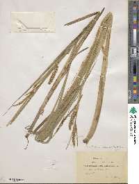 Carex utriculata image