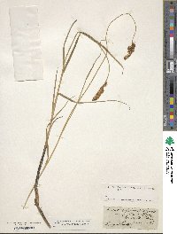 Carex intermedia image