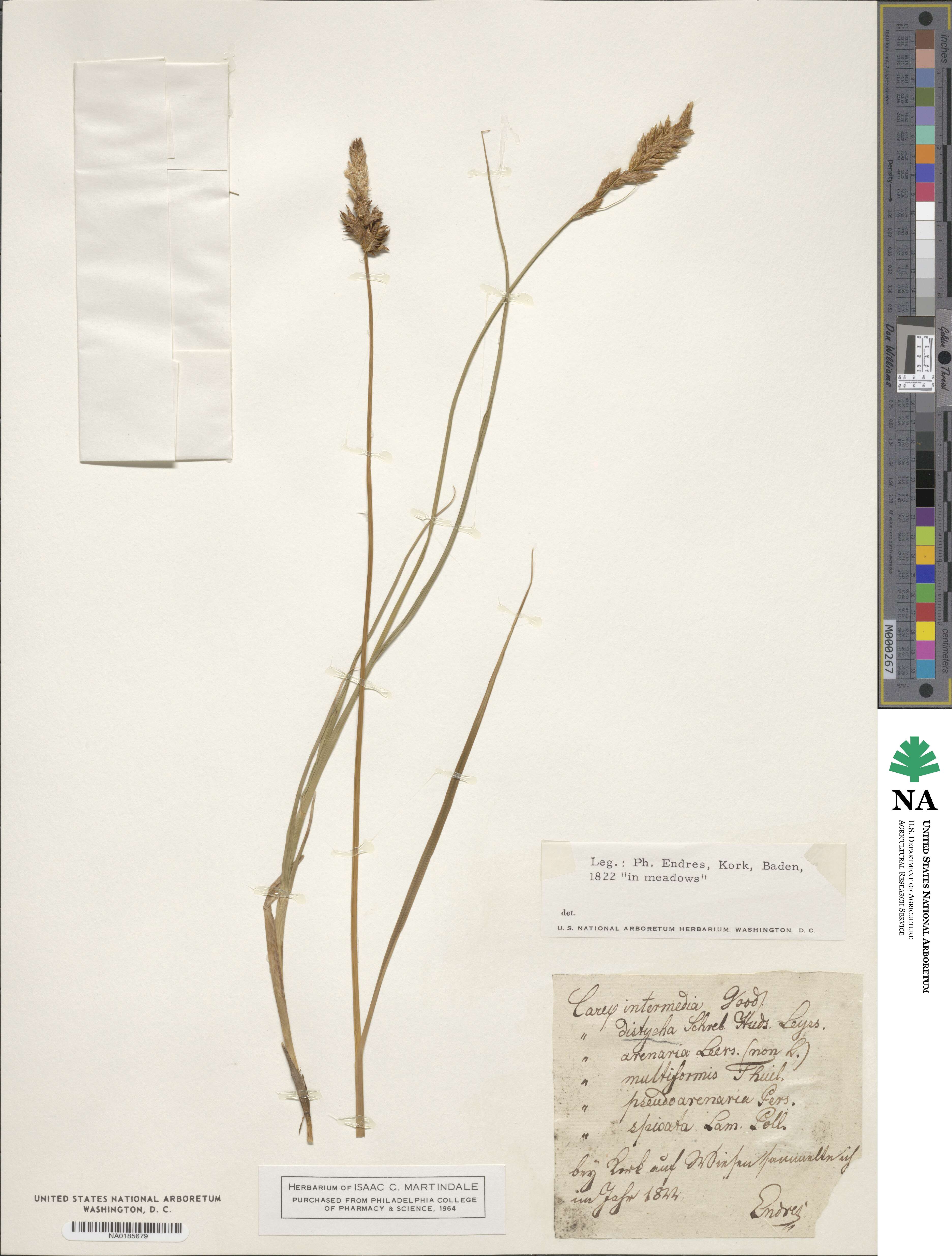 Carex intermedia image