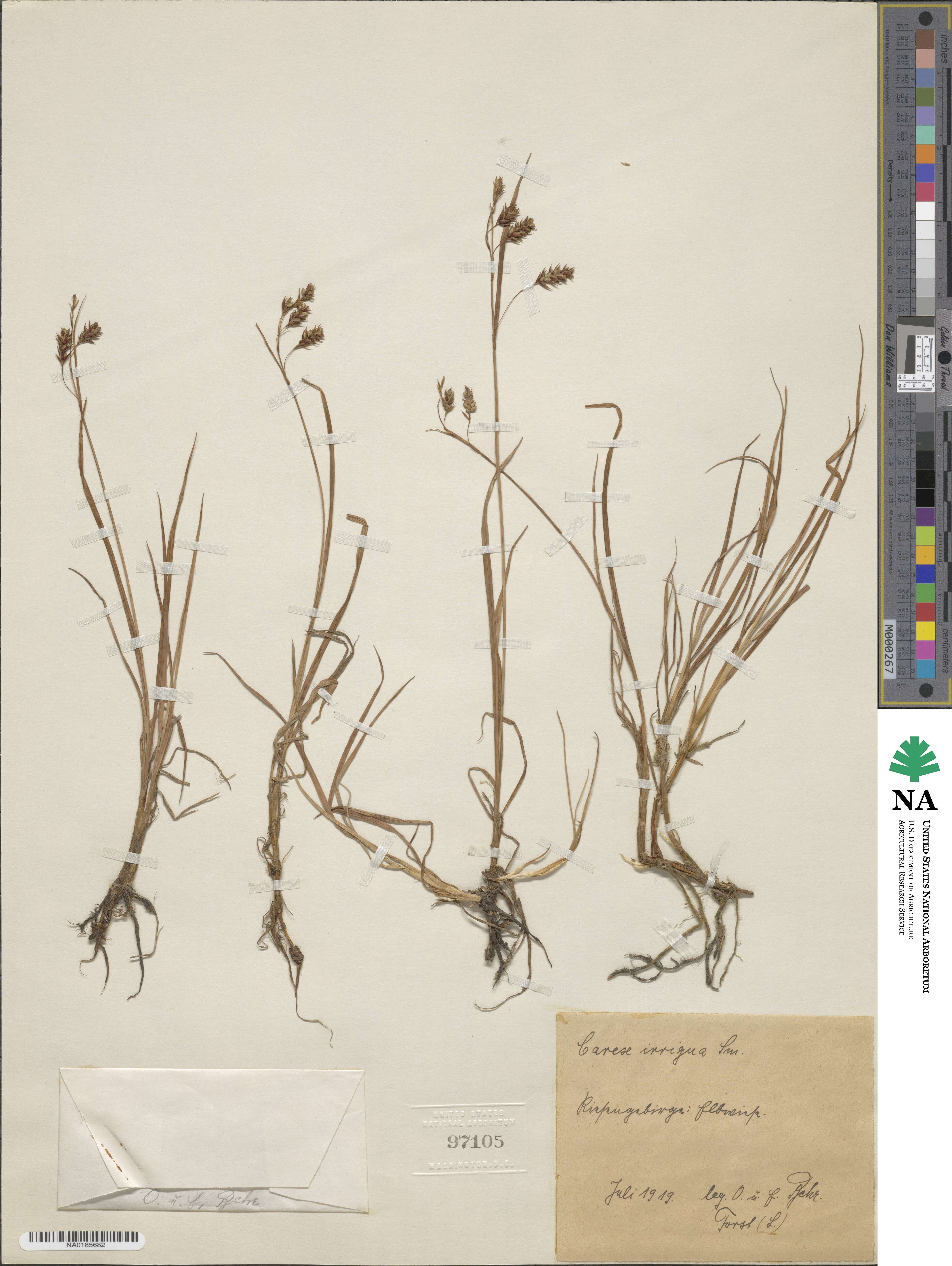 Carex magellanica subsp. irrigua image