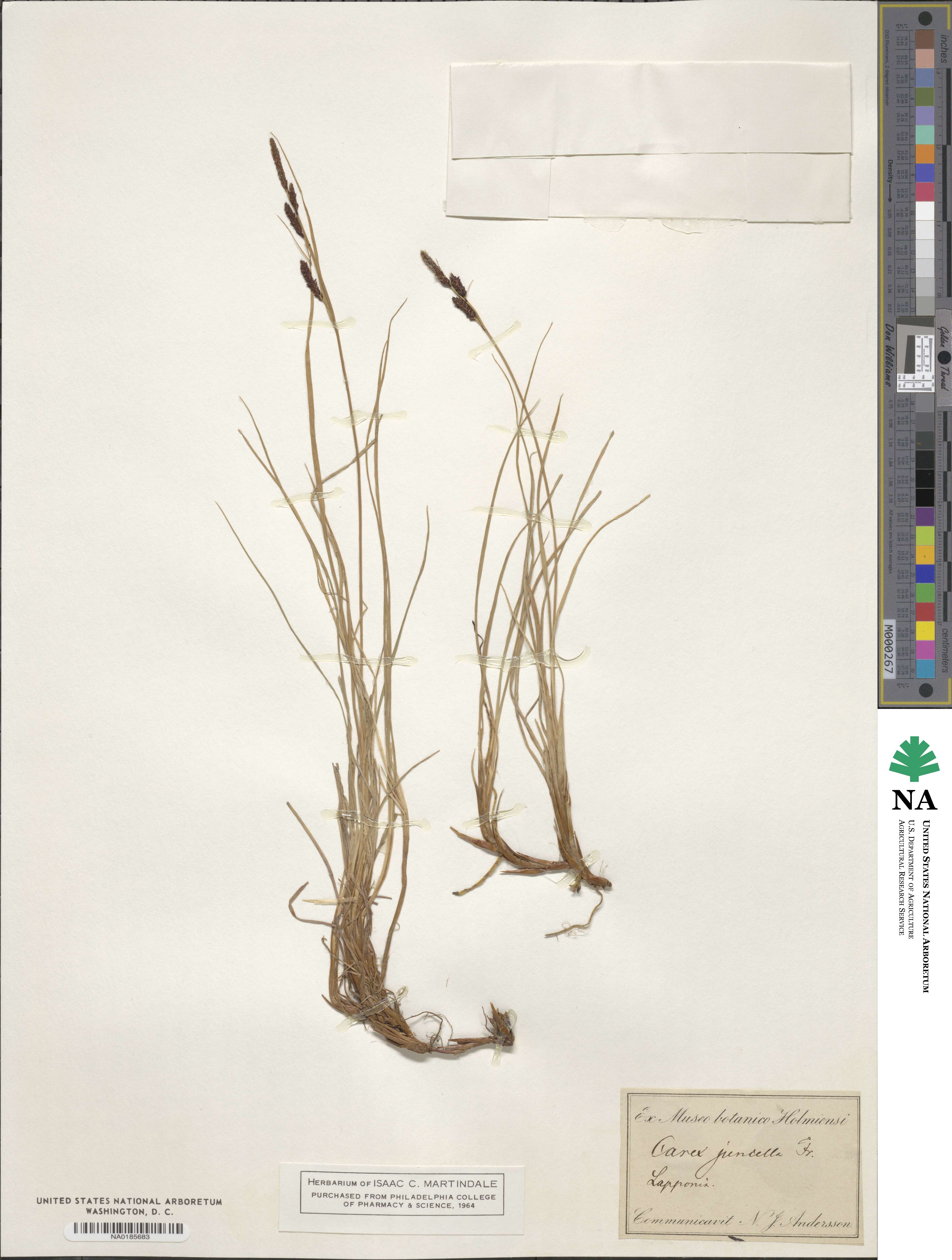 Carex nigra subsp. juncea image