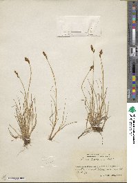 Carex lachenalii image