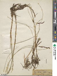 Carex lasiocarpa image