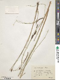 Carex lasiocarpa image