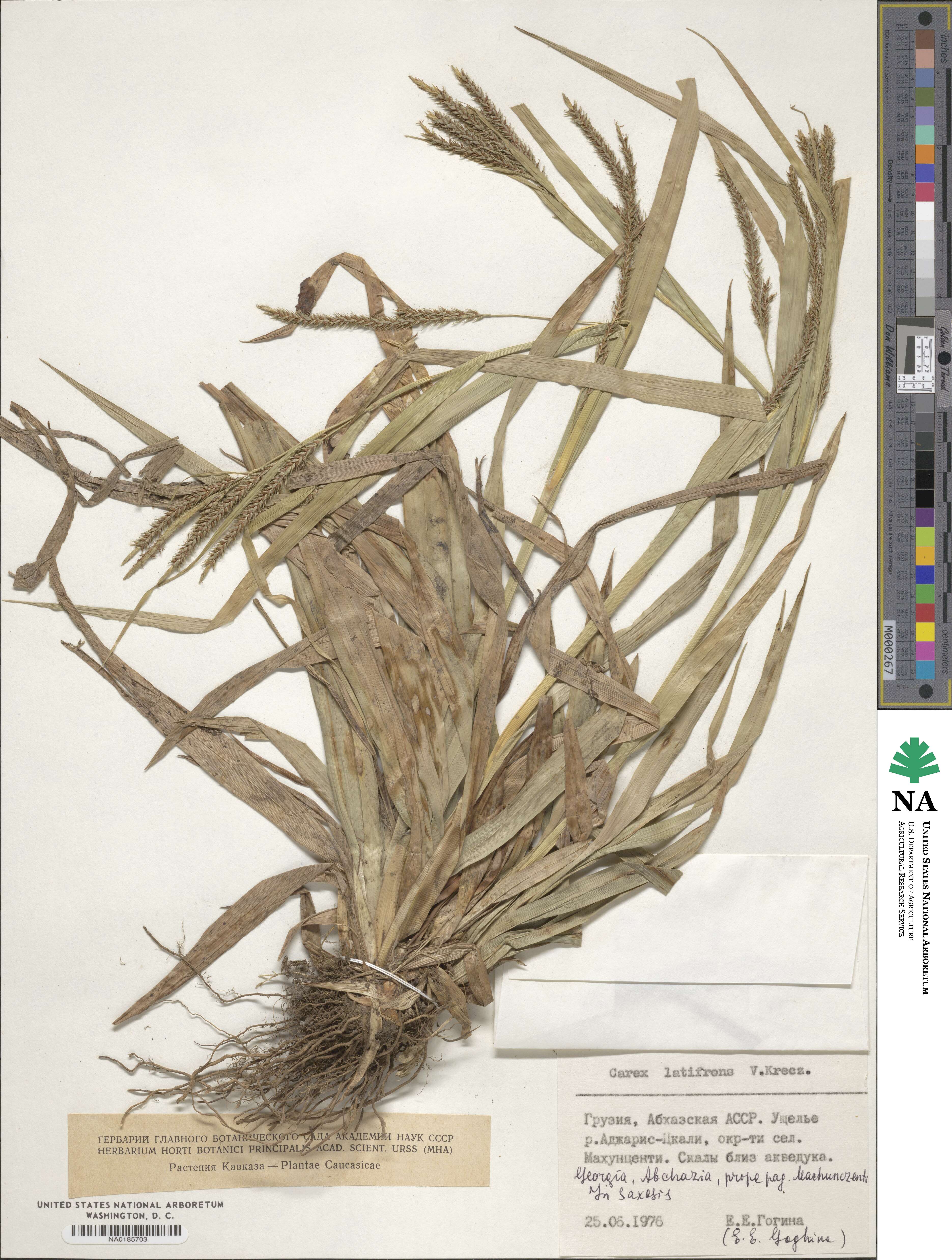 Carex sylvatica subsp. latifrons image