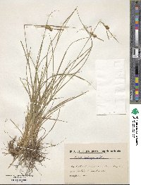 Carex lepidocarpa image