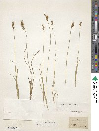 Carex leporina image