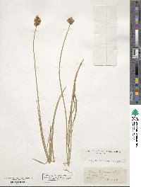 Carex leporina image