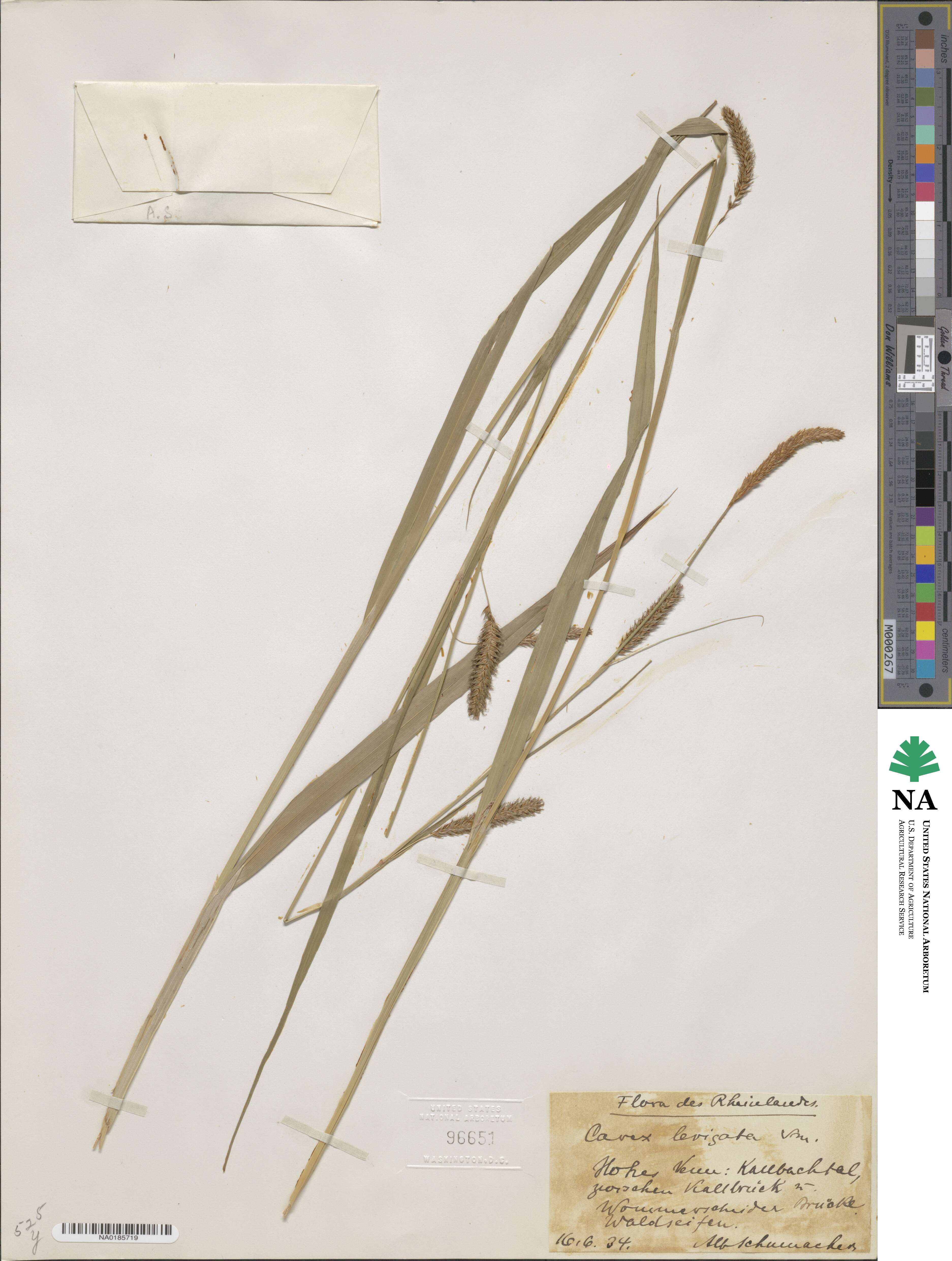 Carex laevigata image