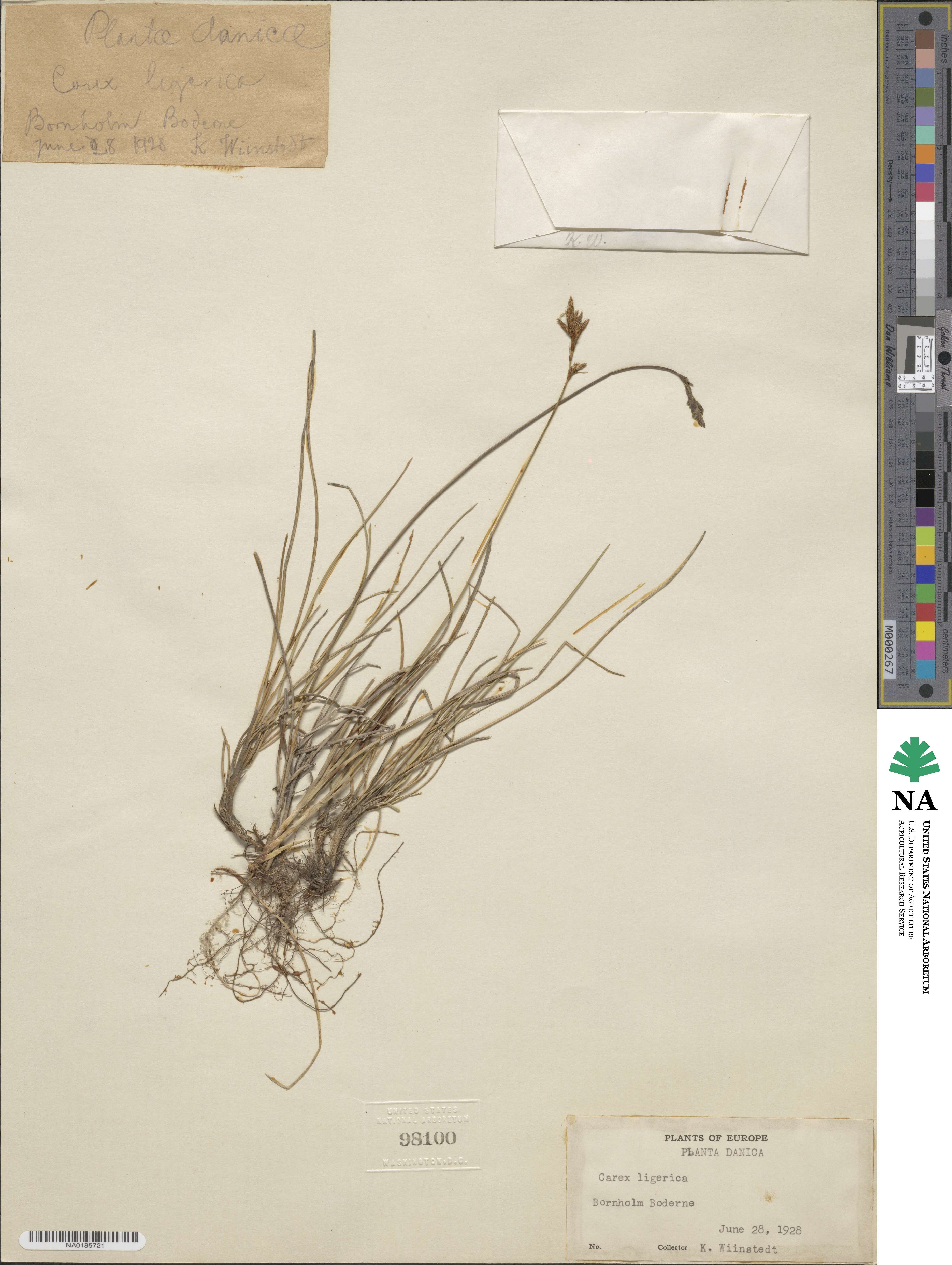 Carex colchica image