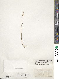 Carex limosa image