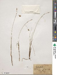 Carex limosa image