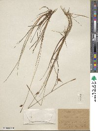 Carex limosa image