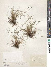 Carex distachya var. distachya image