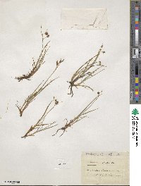 Carex magellanica image