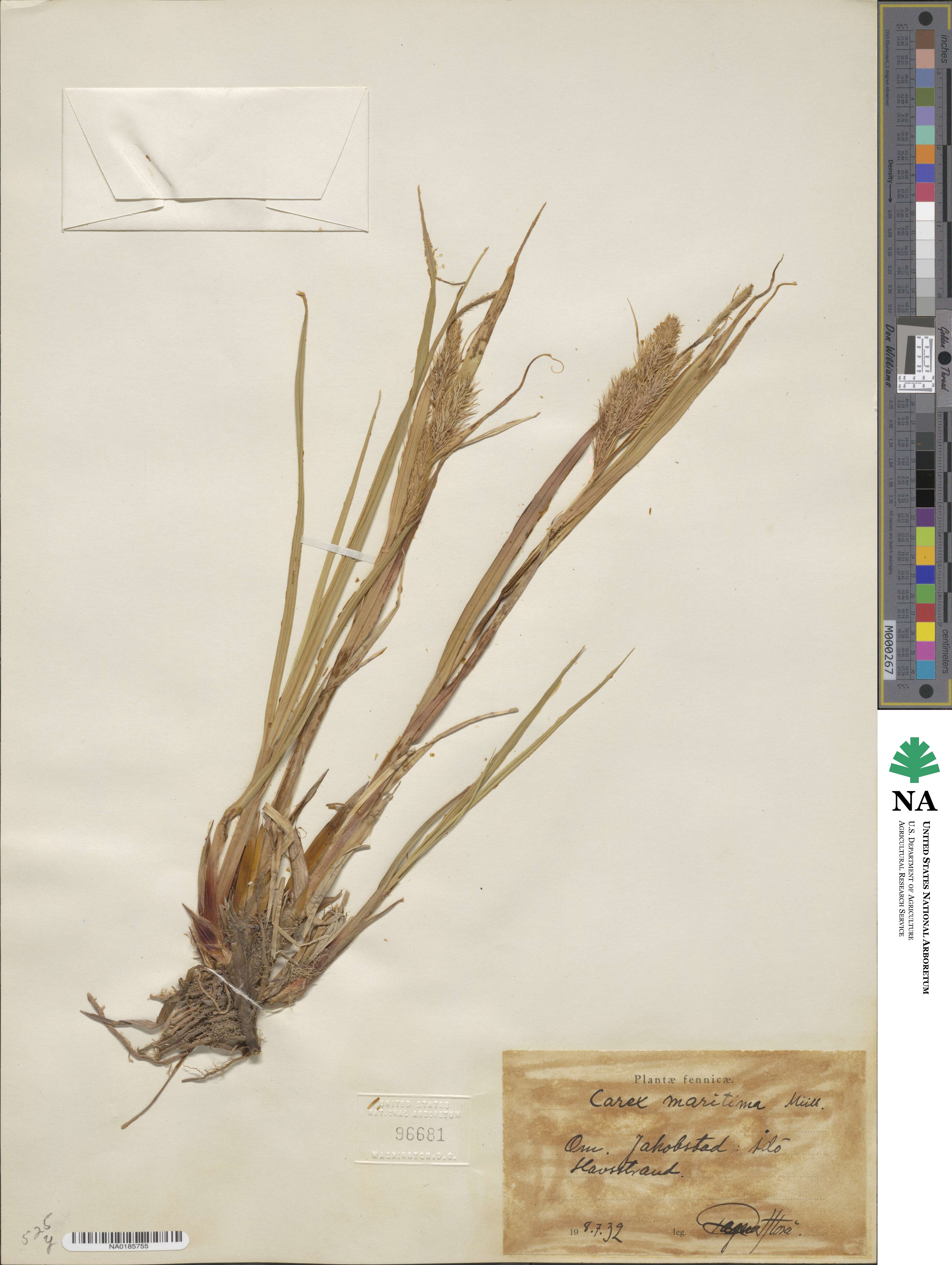 Carex maritima image