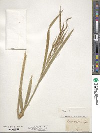 Carex pendula image