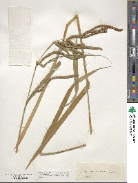 Carex pendula image