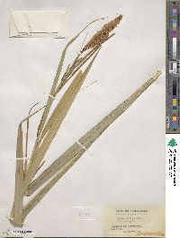 Carex pendula image