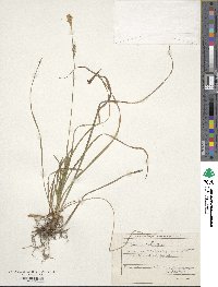 Carex michelii image