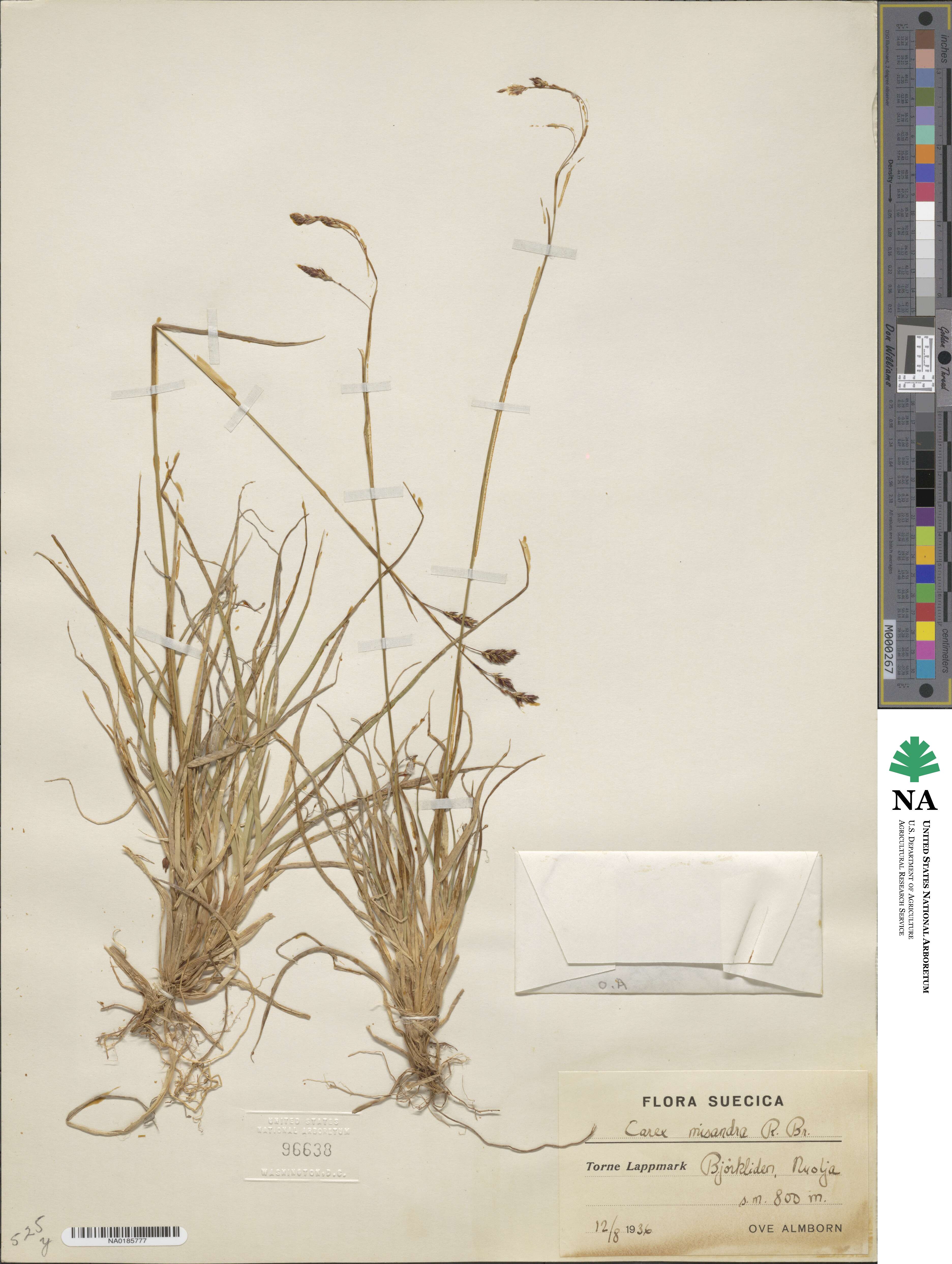 Carex fuliginosa image