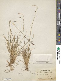 Carex fuliginosa image