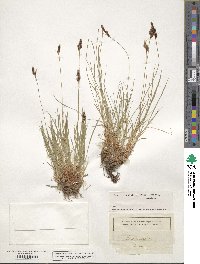 Carex montana image