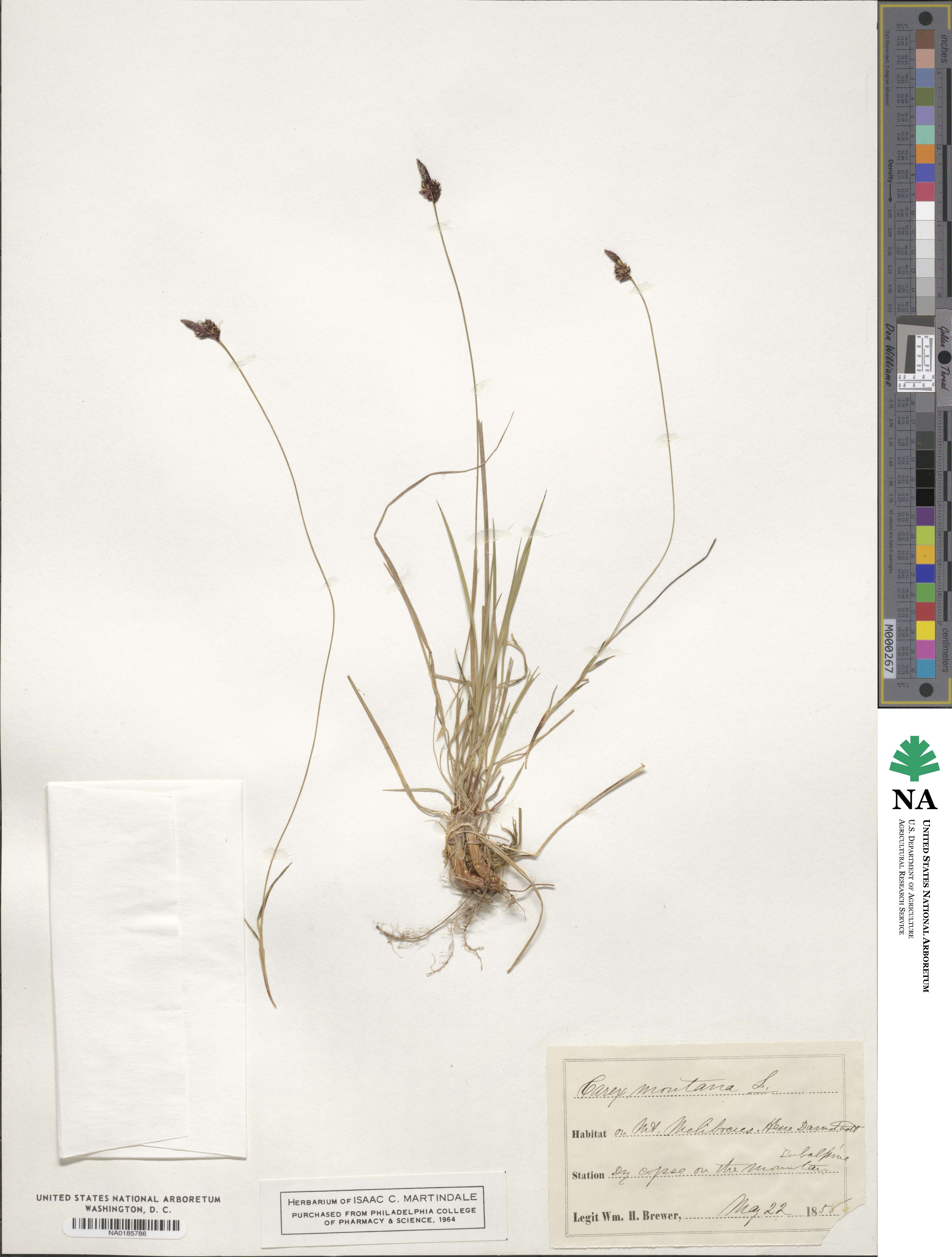 Carex montana image