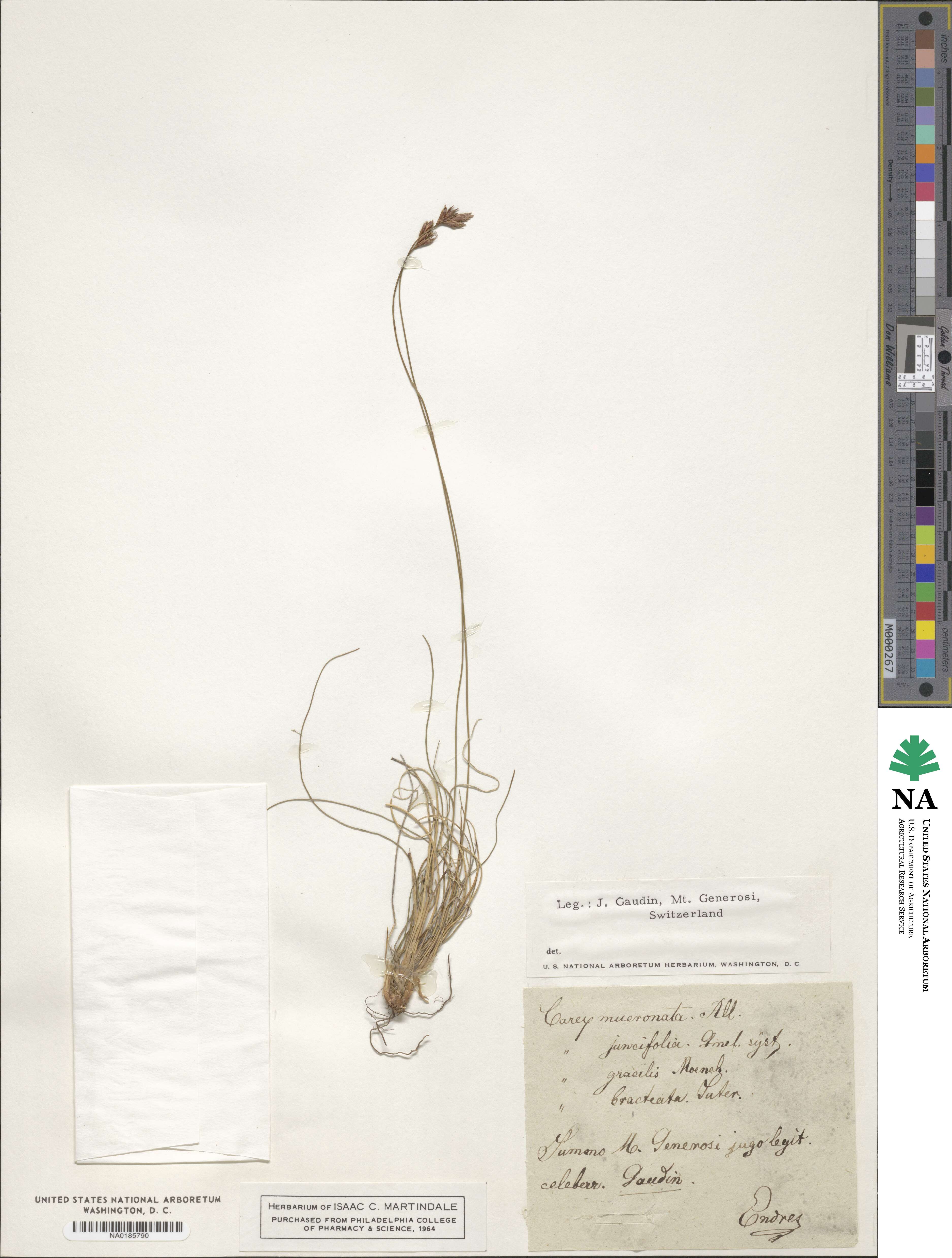 Carex mucronata image