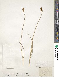 Carex ovalis image