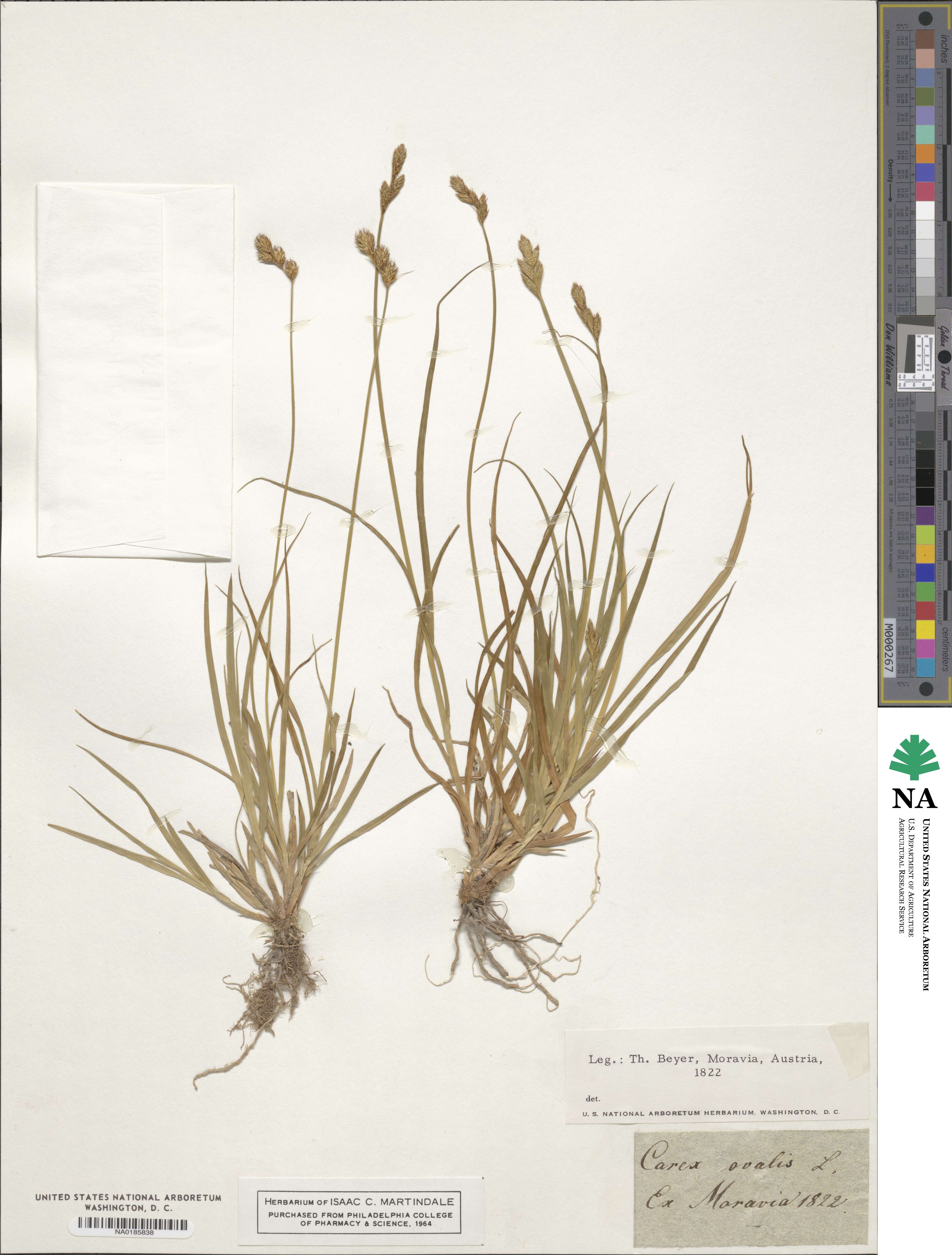 Carex ovalis image