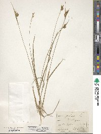 Carex pallescens image