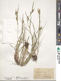 Carex pallescens image