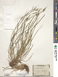 Carex pallescens image