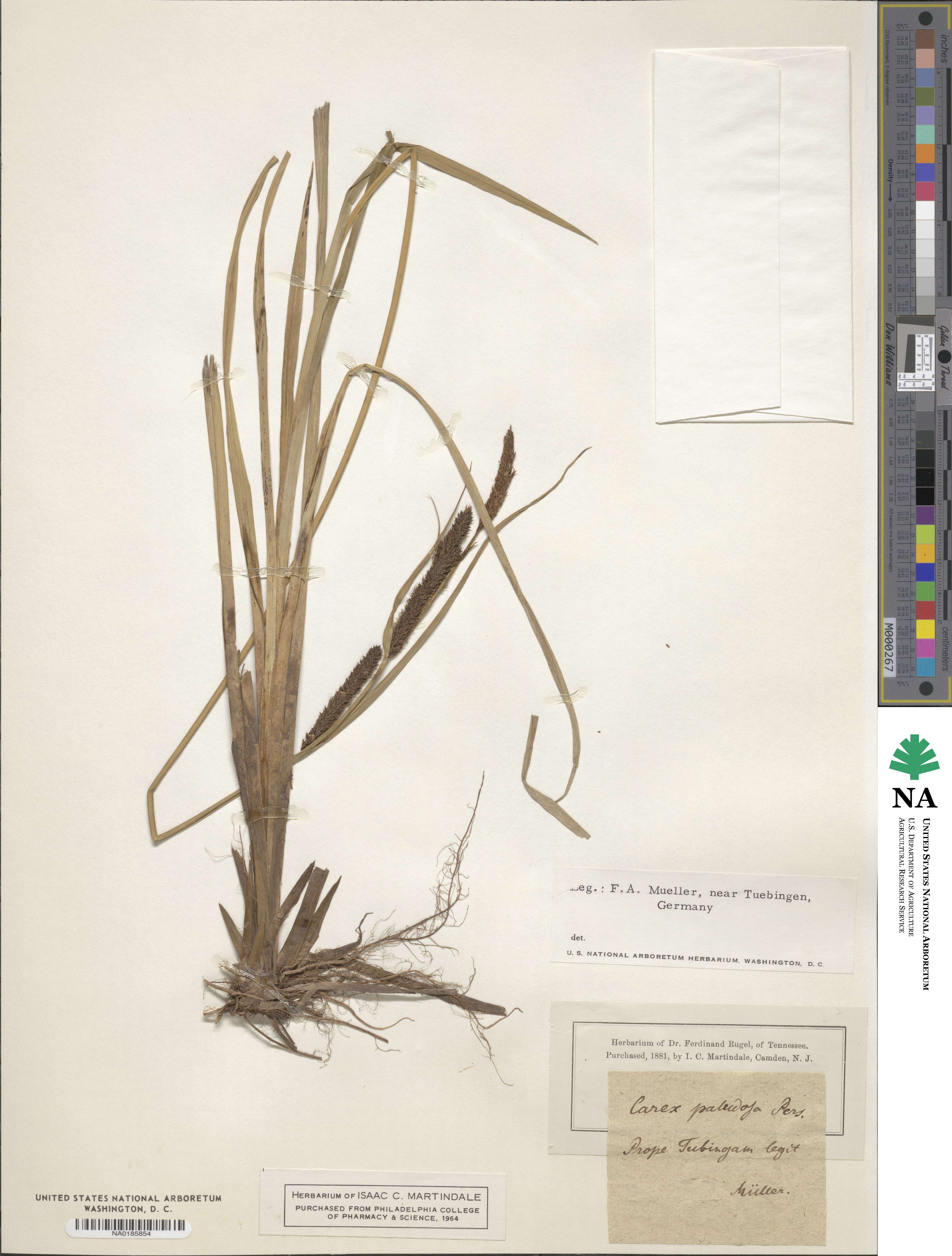 Carex acutiformis image