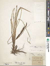 Carex acutiformis image